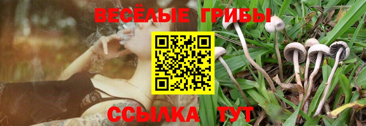 Галлюциногенные грибы Cubensis Чехов